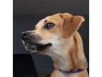 Adopt Bacon a Tan/Yellow/Fawn Pug / Beagle / Mixed dog in Erie, PA (39190480)