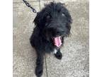 Adopt Rose a Black Mixed Breed (Medium) / Mixed dog in Erie, PA (39190479)