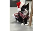 Adopt Holly a Domestic Shorthair / Mixed (short coat) cat in Kingsland