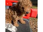 Poodle (Toy) Puppy for sale in Rocklin, CA, USA