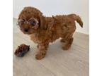 Poodle (Toy) Puppy for sale in Rocklin, CA, USA