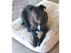 Adopt The Bear a Black Labrador Retriever / Mixed dog in Ramona, CA (38928649)