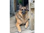 Adopt Wylie a Brown/Chocolate - with Black German Shepherd Dog / Mixed dog in