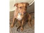 Adopt Neville a Red/Golden/Orange/Chestnut - with White Pit Bull Terrier / Mixed