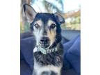 Adopt Pawtrick Stewart a Black - with White Siberian Husky / Mixed dog in