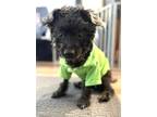 Adopt Anderson Pooper a Black - with Gray or Silver Toy Poodle / Mixed dog in