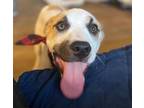 Adopt Oddball a Anatolian Shepherd