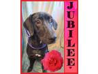 Adopt Jubilee a Labrador Retriever / Mixed dog in Mena, AR (39054850)