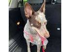 Adopt Honey a Brown/Chocolate Australian Cattle Dog / Mixed dog in Madisonville