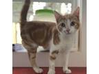 Adopt Hamm a Orange or Red Domestic Shorthair / Mixed cat in Folsom