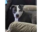 Adopt Bumper a Gray/Silver/Salt & Pepper - with Black Pit Bull Terrier / Mixed