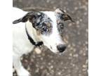 Adopt Druid a White - with Tan, Yellow or Fawn Catahoula Leopard Dog / Mixed dog