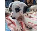 Adopt Jose de la Cruz a White - with Tan, Yellow or Fawn Catahoula Leopard Dog /