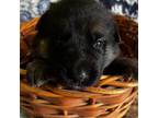 German Shepherd Dog Puppy for sale in Killeen, TX, USA