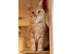 Adopt Oliver a Domestic Shorthair / Mixed (short coat) cat in Viroqua