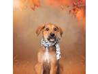 Adopt Gayle a Rottweiler / Great Pyrenees / Mixed dog in St.
