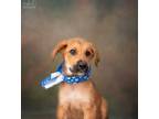 Adopt Glenda a Rottweiler / Great Pyrenees / Mixed dog in St.