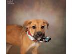 Adopt Grace a Rottweiler / Great Pyrenees / Mixed dog in St.