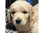 Goldendoodle Puppy for sale in Monroe, NC, USA