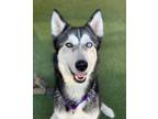 Adopt Ares a Siberian Husky / Mixed dog in Oceanside, CA (39057083)