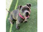 Adopt Pearl a American Pit Bull Terrier / Mixed dog in Oceanside, CA (39024176)