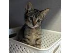 Adopt Mimi a Gray or Blue Domestic Shorthair / Mixed cat in Santa Barbara