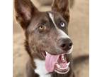 Adopt Amy a Brown/Chocolate Cattle Dog / Husky / Mixed dog in Santa Barbara