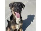 Adopt Calico a Black Australian Shepherd / Mixed dog in Santa Barbara