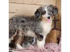Mutt Puppy for sale in Silver Lake, IN, USA