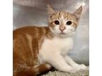 Adopt Ian a Orange or Red Domestic Shorthair / Mixed (short coat) cat in