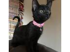 Adopt Hermione a All Black Domestic Shorthair / Mixed cat in Flagstaff