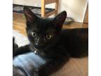 Adopt Harry a All Black Domestic Shorthair / Mixed cat in Flagstaff