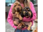 Bloodhound Puppy for sale in Soquel, CA, USA