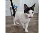 Adopt Kensei a White Domestic Shorthair / Mixed cat in San Antonio