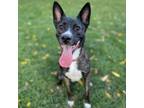 Adopt Max a Black Mixed Breed (Medium) / Mixed dog in Rochester, MN (39036889)
