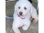 Adopt Christina a White - with Tan, Yellow or Fawn Poodle (Miniature) / Mixed