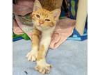 Adopt Tangy a Orange or Red Domestic Shorthair / Mixed cat in Flagstaff