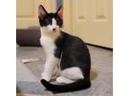 Adopt Yang a All Black Domestic Shorthair / Mixed cat in Huntsville