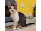 Adopt Ying a Gray or Blue Domestic Shorthair / Mixed cat in Huntsville