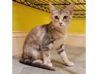 Adopt Purrecious a Tortoiseshell Domestic Shorthair / Mixed cat in Huntsville