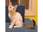 Adopt Mandi a Calico or Dilute Calico Domestic Shorthair / Mixed cat in