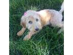 Mutt Puppy for sale in North Manchester, IN, USA