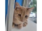 Adopt Clementine a Orange or Red Domestic Shorthair / Mixed cat in Mankato