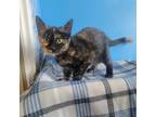 Adopt Maybel a Calico or Dilute Calico American Shorthair / Mixed cat in