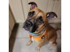 Adopt Susy a Tan/Yellow/Fawn Mixed Breed (Medium) / Mixed dog in Philadelphia