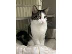 Adopt Zhou a Domestic Shorthair / Mixed cat in Colorado Springs, CO (38971641)