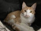 Adopt Ozon a Domestic Shorthair / Mixed cat in Colorado Springs, CO (39008197)