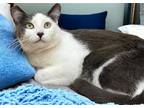 Adopt Little Bear a Gray or Blue (Mostly) Domestic Shorthair / Mixed (short
