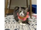 Adopt Surprise Purrrrty a Domestic Shorthair / Mixed cat in New York