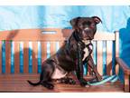 Adopt Mr. Pibb a Mixed Breed (Large) / Mixed dog in Brooklyn, NY (38982689)